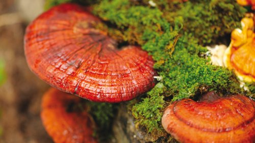 Ganoderma lucidum rimedio omeopatico